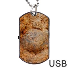 Shell Fossil Ii Dog Tag Usb Flash (two Sides) by okhismakingart