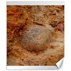 Shell Fossil Ii Canvas 8  X 10  by okhismakingart