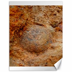 Shell Fossil Ii Canvas 18  X 24  by okhismakingart