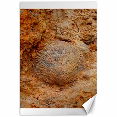 Shell Fossil Ii Canvas 20  X 30  by okhismakingart