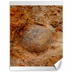 Shell Fossil Ii Canvas 36  X 48  by okhismakingart