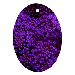 Purple Queen Anne s Lace Landscape Ornament (oval) by okhismakingart