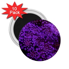 Purple Queen Anne s Lace Landscape 2 25  Magnets (10 Pack)  by okhismakingart