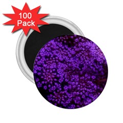 Purple Queen Anne s Lace Landscape 2 25  Magnets (100 Pack)  by okhismakingart