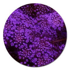 Purple Queen Anne s Lace Landscape Magnet 5  (round) by okhismakingart