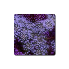 Blue Queen Anne s Lace Landscape Square Magnet by okhismakingart