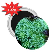 Green Queen Anne s Lace Landscape 2 25  Magnets (10 Pack)  by okhismakingart