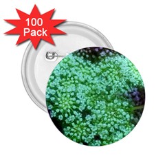 Green Queen Anne s Lace Landscape 2 25  Buttons (100 Pack)  by okhismakingart