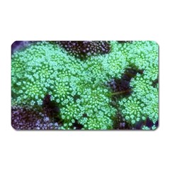 Green Queen Anne s Lace Landscape Magnet (rectangular) by okhismakingart