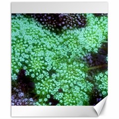 Green Queen Anne s Lace Landscape Canvas 8  X 10  by okhismakingart