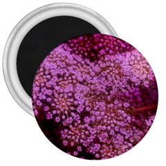 Pink Queen Anne s Lace Landscape 3  Magnets by okhismakingart