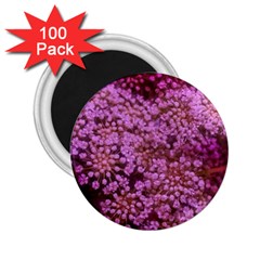 Pink Queen Anne s Lace Landscape 2 25  Magnets (100 Pack)  by okhismakingart