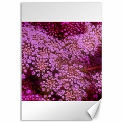 Pink Queen Anne s Lace Landscape Canvas 12  X 18  by okhismakingart