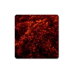 Red Goldenrod Square Magnet by okhismakingart