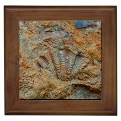 Shell Fossil Framed Tiles by okhismakingart