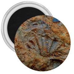 Shell Fossil 3  Magnets by okhismakingart