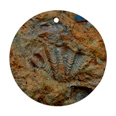 Shell Fossil Ornament (round) by okhismakingart