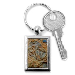 Shell Fossil Key Chains (rectangle)  by okhismakingart