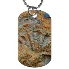 Shell Fossil Dog Tag (one Side) by okhismakingart