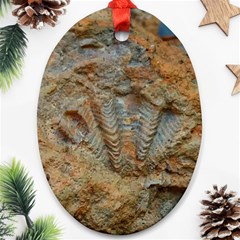 Shell Fossil Oval Ornament (two Sides)