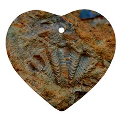 Shell Fossil Heart Ornament (two Sides) by okhismakingart