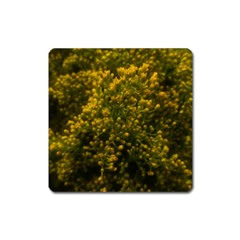 Yellow Goldrenrod Square Magnet by okhismakingart