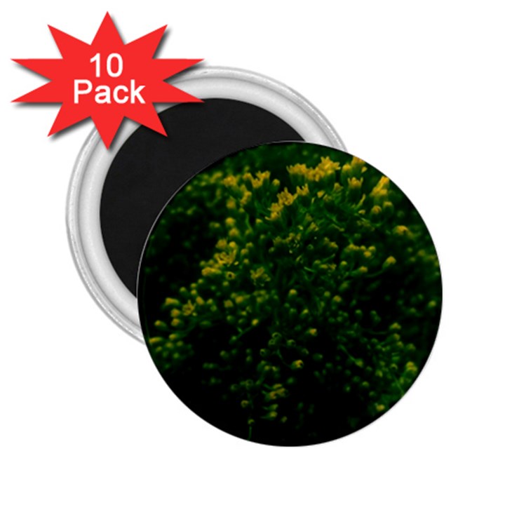 Green Goldenrod 2.25  Magnets (10 pack) 