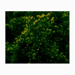 Green Goldenrod Small Glasses Cloth