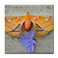 Moth And Chicory Tile Coasters by okhismakingart