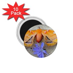 Moth And Chicory 1 75  Magnets (10 Pack)  by okhismakingart