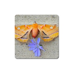 Moth And Chicory Square Magnet by okhismakingart