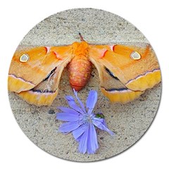 Moth And Chicory Magnet 5  (round) by okhismakingart