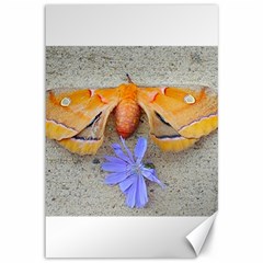 Moth And Chicory Canvas 12  X 18 