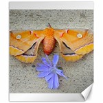 Moth and Chicory Canvas 20  x 24  19.57 x23.15  Canvas - 1