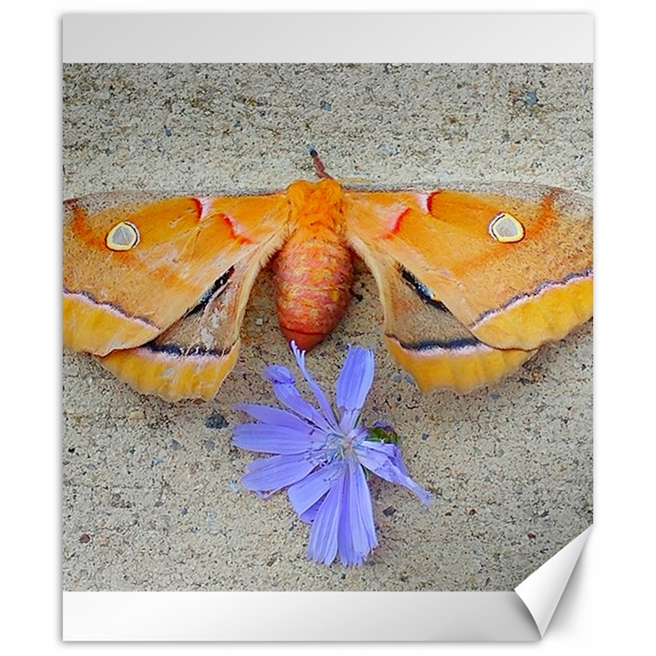 Moth and Chicory Canvas 20  x 24 