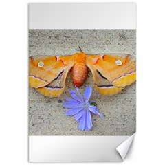 Moth And Chicory Canvas 20  X 30  by okhismakingart