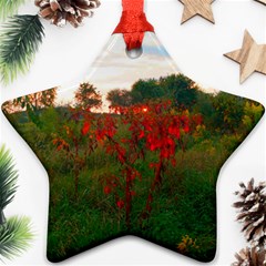 Red Weeds Ornament (star) by okhismakingart