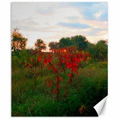 Red Weeds Canvas 8  X 10  by okhismakingart