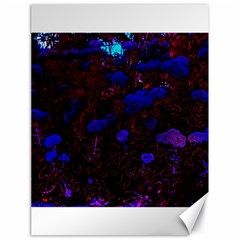 Red-edged Blue Sedum Canvas 18  X 24 