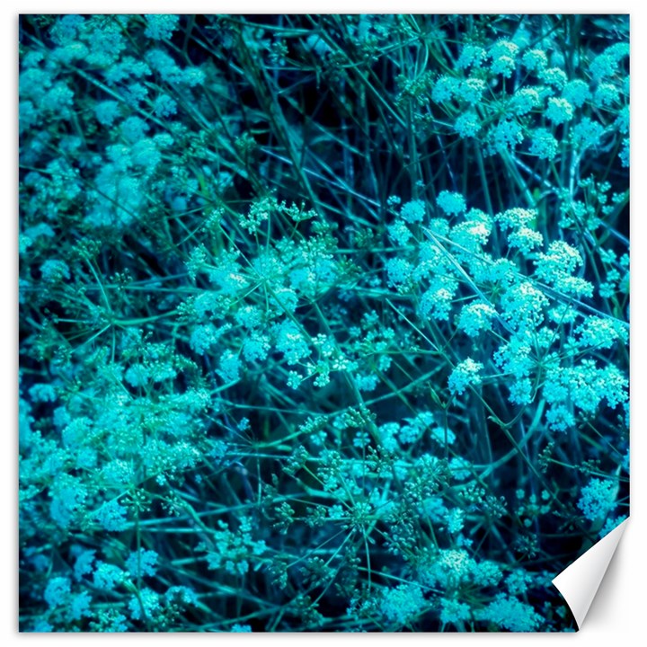 Blue-Green Compound Flowers Canvas 12  x 12 