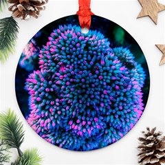 Pink-tipped Sedum Ornament (round) by okhismakingart