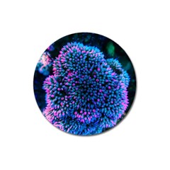 Pink-tipped Sedum Magnet 3  (round) by okhismakingart