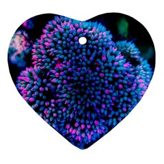 Pink-tipped Sedum Heart Ornament (two Sides) by okhismakingart