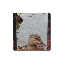 Framed Ducks Square Magnet by okhismakingart