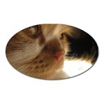 Cute Cat Face Oval Magnet Front