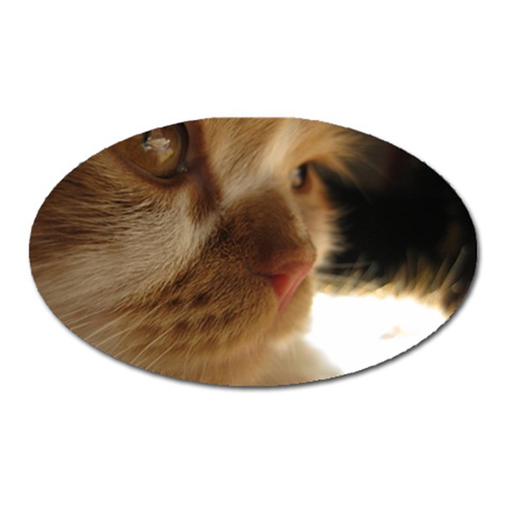 Cute Cat Face Oval Magnet