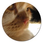 Cute Cat Face Magnet 5  (Round) Front