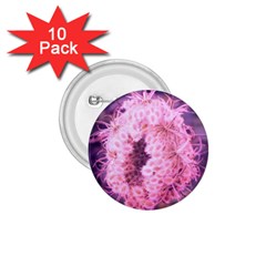 Pink Closing Queen Annes Lace 1 75  Buttons (10 Pack) by okhismakingart