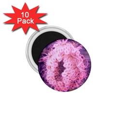 Pink Closing Queen Annes Lace 1 75  Magnets (10 Pack)  by okhismakingart