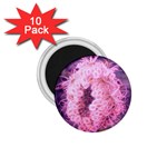 Pink Closing Queen Annes Lace 1.75  Magnets (10 pack)  Front